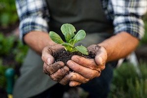 Hands holding plant