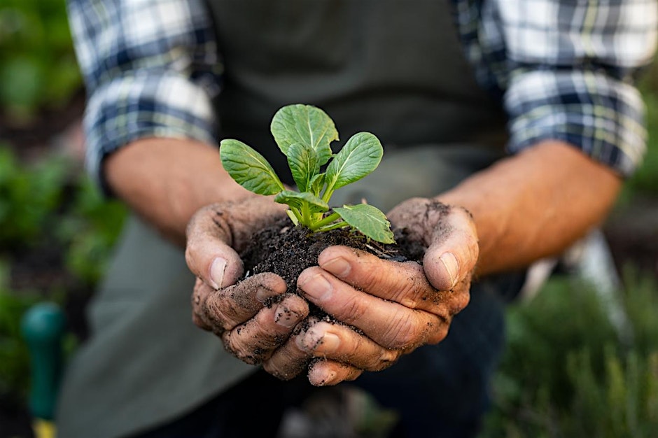 Person holding plant