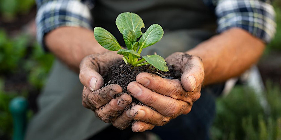 Person Holding Plant