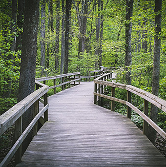 Wooden bridge walkway at the bog gardens in Greensboro